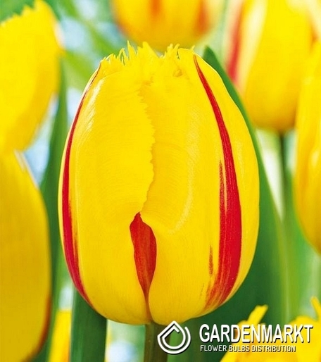Tulipan Ekskluzywny Flamenco 5 szt.