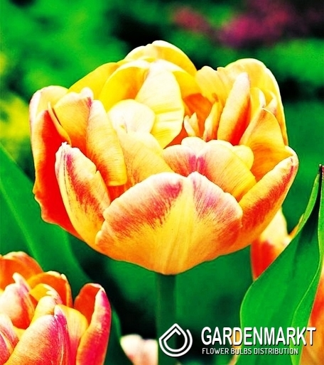 Tulipan Ekskluzywny Creme Upstar 5 szt.