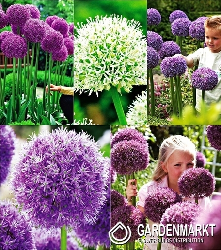 Zestaw Allium - Czosnek Ozdobny Dla Kolekcjonera