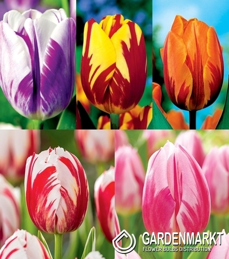 Zestaw Tulipan Triumph Rembrandt