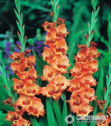Gladiolus-Mieczyk Drobnokwiatowy Alice 5 szt.