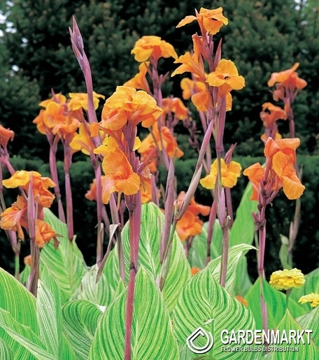 Canna-Kanna Striata 1 szt.