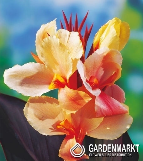 Canna-Kanna Angel Martin 1 szt.