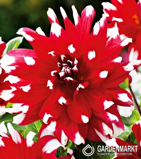 Dalia Dekoracyjna Red Empire 1 szt.