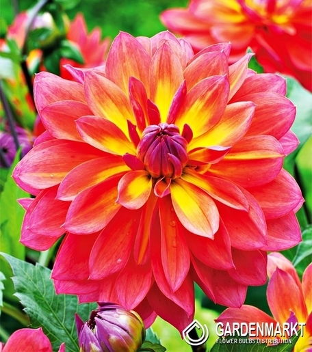 Dalia Dekoracyjna Fire Pot 1 szt.