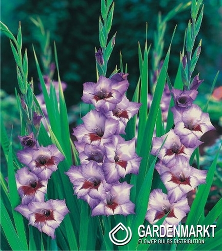 Gladiolus-Mieczyk Drobnokwiatowy Flevo Cool 5 szt. 