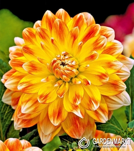 Dalia Dekoracyjna Peaches And Cream 1 szt.