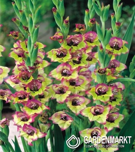 Gladiolus-Mieczyk Drobnokwiatowy Flevo Cosmic 5 szt.