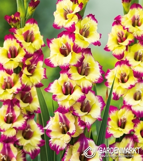 Gladiolus-Mieczyk Drobnokwiatowy Zita 5 szt.