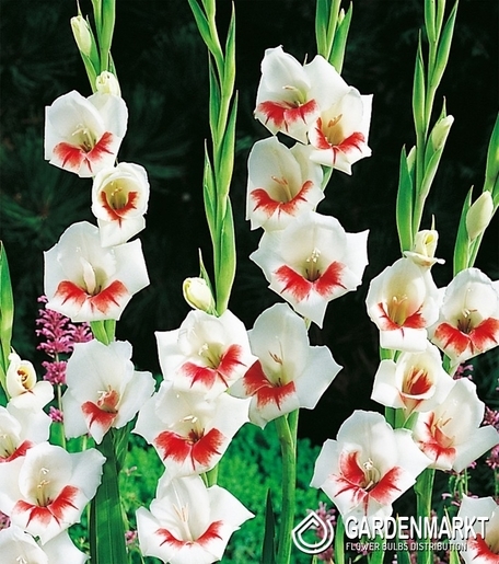 Gladiolus-Mieczyk Drobnokwiatowy Japonica 5 szt.