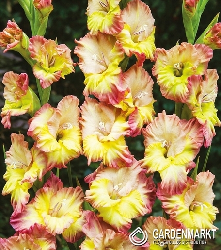 Gladiolus - Mieczyk Wielkokwiatowy Conca Verde 5 szt.