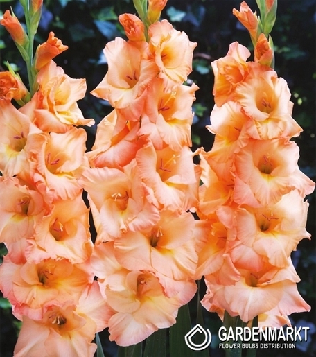 Gladiolus - Mieczyk Wielkokwiatowy Arcadia 5 szt.