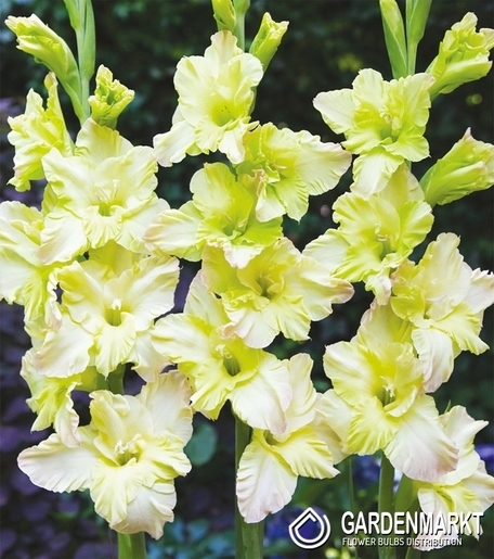 Gladiolus - Mieczyk Wielkokwiatowy Alicia 5 szt.