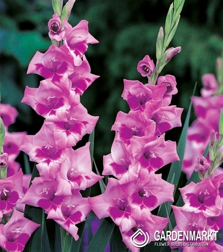 Gladiolus-Mieczyk Drobnokwiatowy Lucky Lips 5 szt.