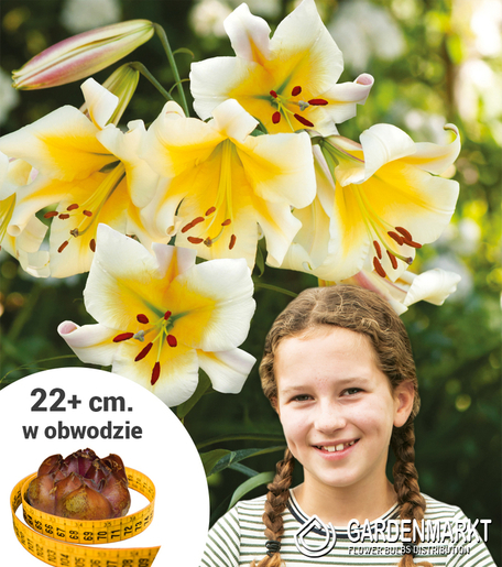 Lilia Drzewiasta XXL Biało-Żółta 1 szt.