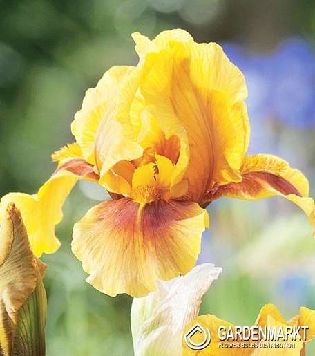 Irys Germanica - Bródkowy Golden Muffin 1 szt.