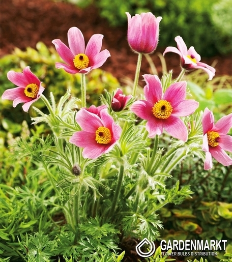 Pulsatilla-Sasanka Różowa 1 szt.