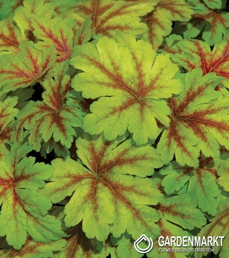 Heuchera Dale's Strain 1 szt.