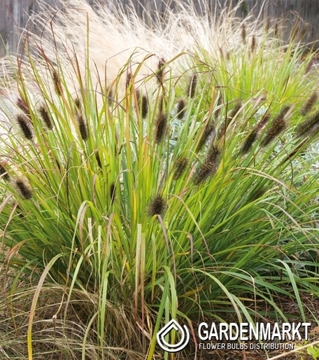Pennisetum Alopecuroides Black Beauty- Trawa ozdobna-Doniczka P9-1 szt.