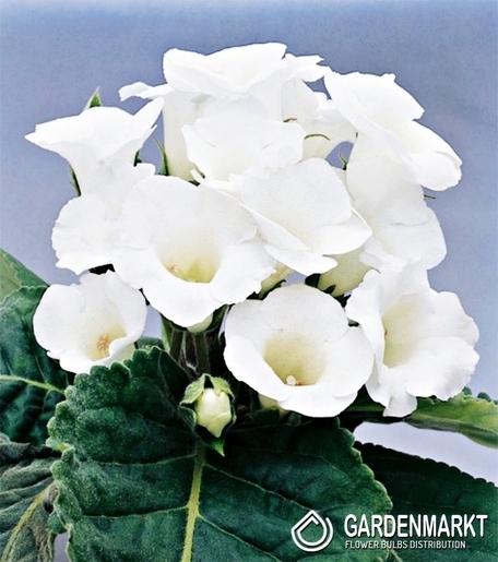 Gloksynia Mont Blanc 1 szt.