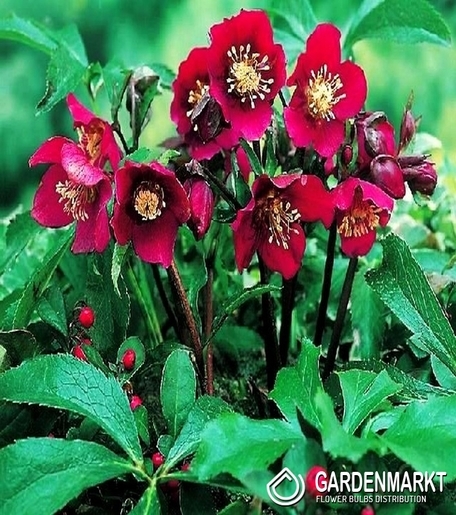 Helleborus-Ciemiernik Purpurascens 1 szt.