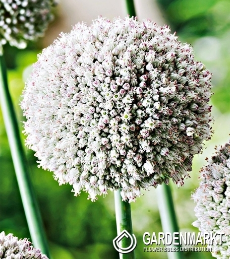 Allium - Czosnek White Cloud 5 szt.