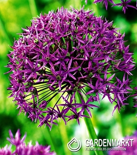 Allium - Czosnek Violet Beauty 3 szt.
