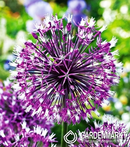 Allium - Czosnek Akbulak 3 szt.