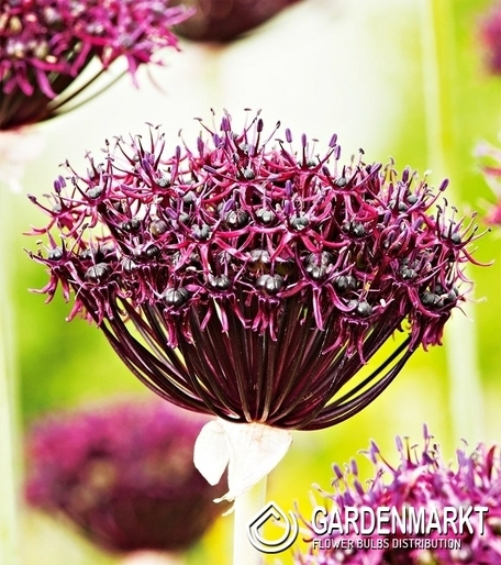 Allium - Czosnek Atropurpureum 3 szt.