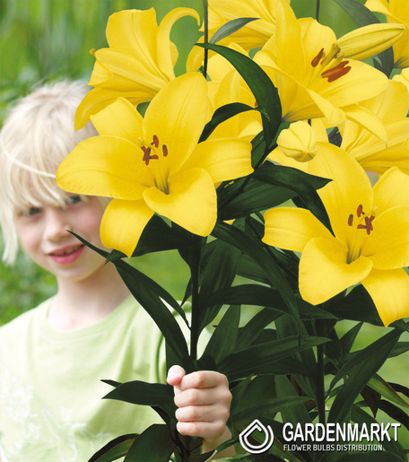 Lilia Drzewiasta Yellow Planet 1 szt.