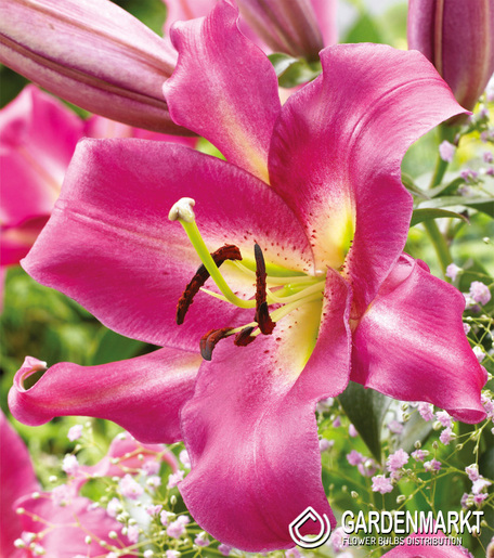 Lilie Drzewiasta Purple Lady 1 szt.