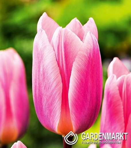 Tulipan Darwina Light And Dreamy 5 szt.