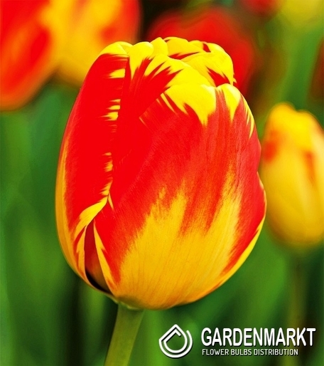 Tulipan Darwina Banja Luka 5 szt.