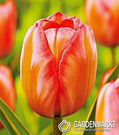 Tulipan Darwina Design Impression 5 szt.