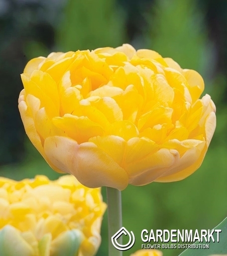 Tulipan Pełny Yellow Margarita 5 szt.