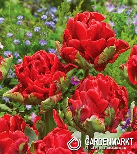Tulipan Pełny Double Rococo 5 szt.