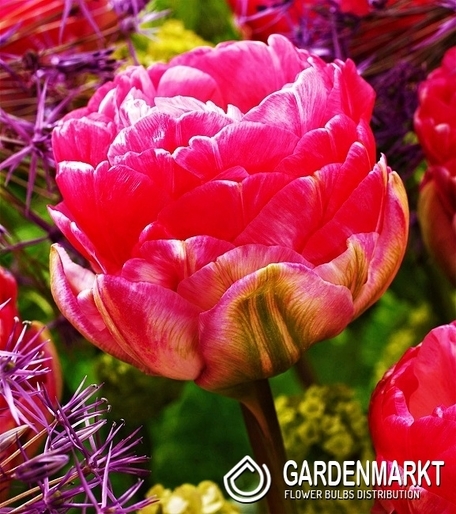 Tulipan Pełny Pinksize 5 szt.