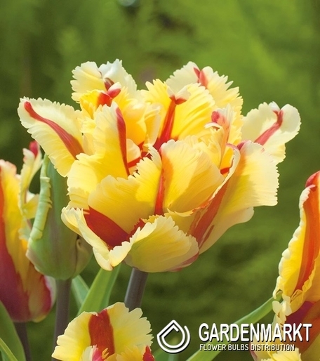 Tulipan Pełny Double Flaming Parrot 3 szt.