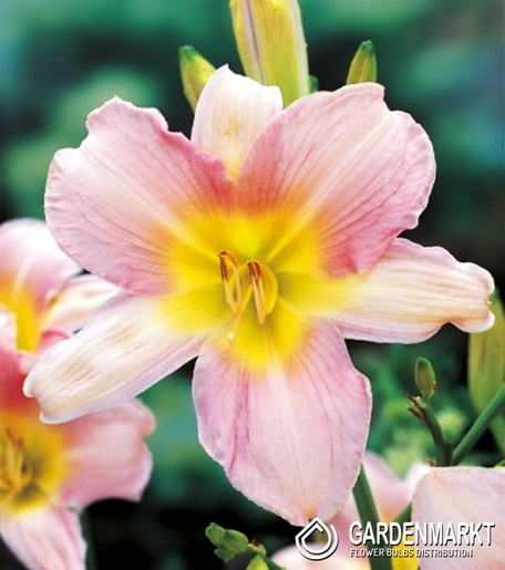 Hemerocallis - Liliowiec Catherine Woodberry 1 szt.