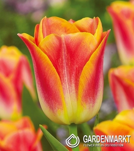Tulipan Triumph Golden Dynasty 5 szt.