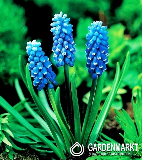 Muscari - Szafirek Dark Eyes 10 szt.
