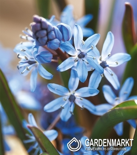 Scilla - Cebulica Dwulistna Blue 5 szt.