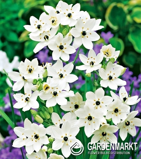 Ornithogalum-Śniadek Arabski 1 szt.