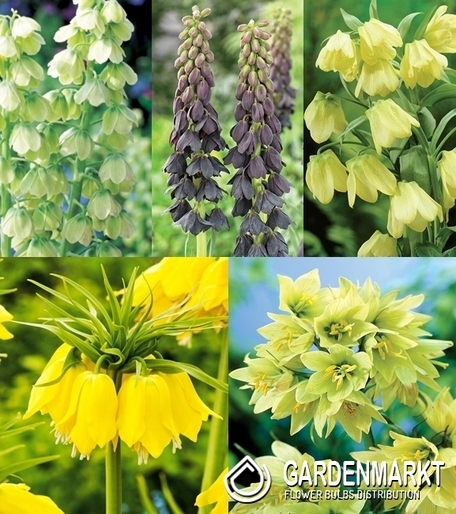 Zestaw Fritillaria - Korona Cesarska Dla Kolekcjonera