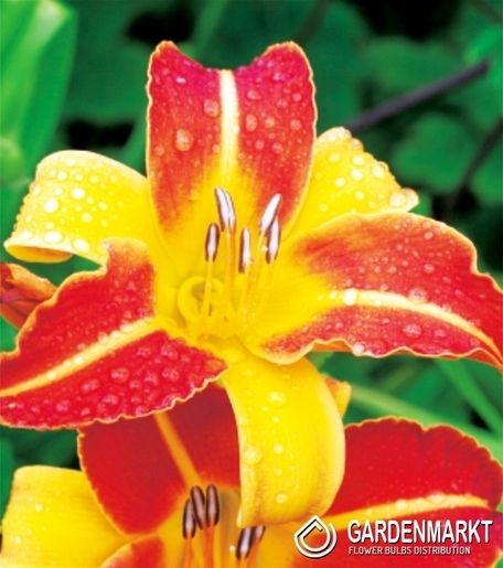 Hemerocallis - Liliowiec Frans Halls 1 szt.
