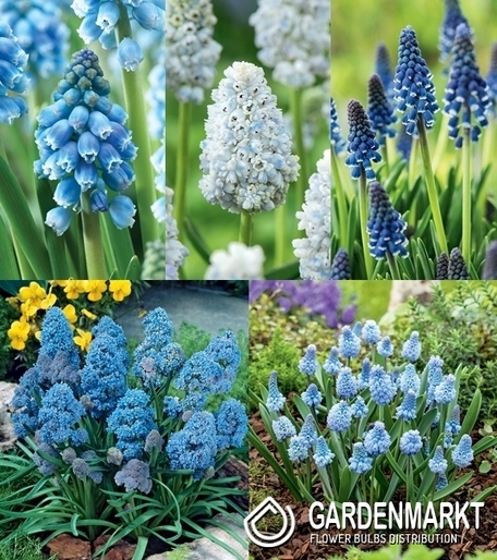 Zestaw Muscari - Szafirek 2