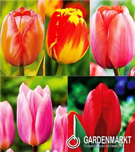 Zestaw Tulipan Darwina 2