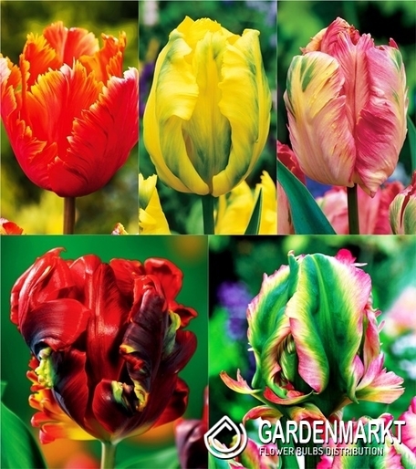 Zestaw Tulipan Papuzi 1