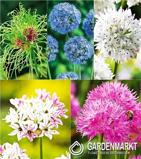 Zestaw Allium - Czosnek Ozdobny 2