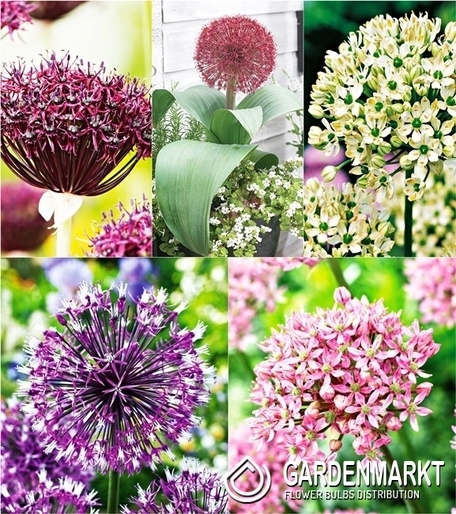 Zestaw Allium - Czosnek Ozdobny 4
